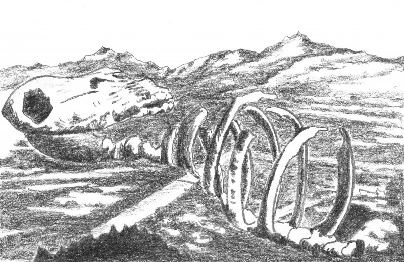 62_skelett